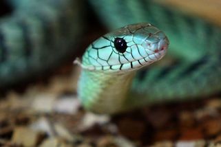Chovatele z Teplicka uštkl nejjedovatější had světa. Dokáže zabít až sto lidí najednou