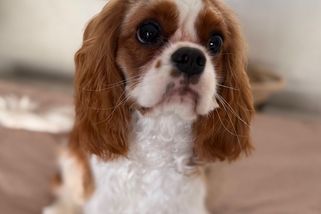 Výzkum táborské zoo dosáhl významného úspěchu. Vzniká první dlouhověká linie psů na světě - Médium.cz