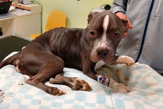 Tyran, který nechal vyhladovět svého psa, promluvil: Vymluvil se na psychické problémy, otec jeho expartnerky zuří – eXtra.cz