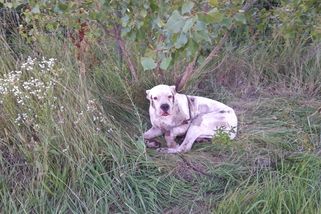 Otřesné týrání dogy v Dubovanech: Nebohou fenku přivázali za auto a pak ji za ním táhli – eXtra.cz
