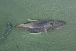 U německých břehů uvázla velryba - Novinky