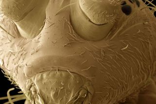 Nejhlouběji žijící suchozemské zvíře se ukrývá 2 kilometry pod povrchem. Jak vypadá a čím se živí?