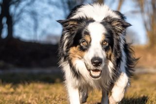 Štěně vylekaly stíhačky, pak ho zastřelil myslivec. Rodina z Moravy nešetří kritikou, najala si právníka