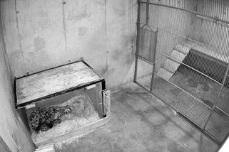 Narodila se trojčata. Po deseti letech má olomoucká zoo mláďata vzácných levhartů mandžuských - Novinky