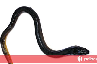 Středočeští rybáři obnovují úhoří populaci, do řek letos vypustí tisíce ryb