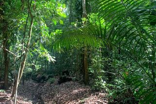 Brazílie spustila fond na záchranu pralesů, jsou v něm miliardy dolarů. Česko se přispět nechystá
