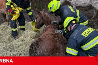 Zásah u zesláblého koně odhalil zanedbaný chov. Zubožená zvířata jedou zachránit chovatelky z Karlovarska