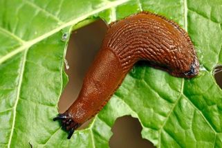 Ještě to neděláte? Jednoduchý postup, díky kterému se v létě na vaší zahradě slimáci neukážou