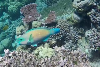 Nejvyšší teploty oceánu za 400 let. Velký bariérový útes nemusí oteplování přežít - Novinky