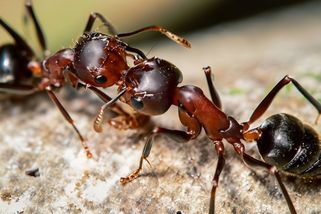 Číňan pašoval z Keni přes dva tisíce mravenčích královen - Novinky