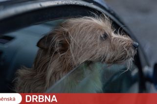 Překvapené řidičce v Brně skočil do auta cizí pes. Usadil se na místě spolujezdce a čekal