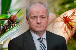 I jedno bodnutí může znamenat smrt: Roman Prymula varuje před vosami a pavouky z Afriky – eXtra.cz