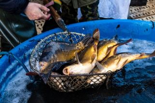 V Lidlu ani Bille letos živého kapra neseženete. Důvodem je snaha předejít týrání zvířat