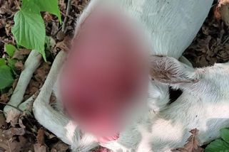 Oblíbenou bílou srnu v Litvínovicích na Českobudějovicku zadávil pes - Novinky