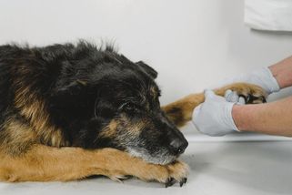 Pes si nezaslouží být v posledních chvílích sám. Neopouštějte ho - Médium.cz