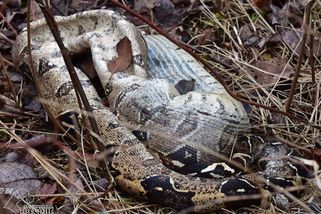 V křoví u cesty na Českobudějovicku ležel přes dva metry dlouhý hroznýš - Novinky