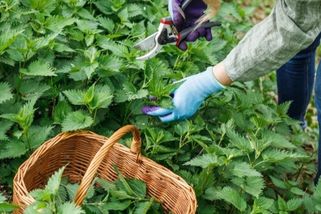 Rostlinu, které se většina lidí vyhýbá obloukem, milovaly babičky. Čistí ledviny, odvodňuje a bojuje s otoky