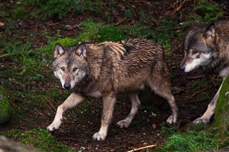 Vlci na útěku. Ve výběhu v Srní na Šumavě chybí čtyři šelmy - Novinky