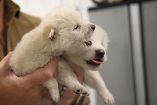 Fotky: Vědci vrátili na svět dávno vyhynulé pravlky. Místo chovu přísně tají - Seznam Zprávy