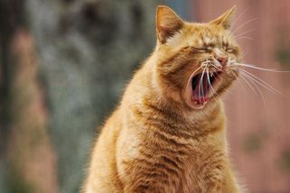 Kdo vyhraje? Kočka nebo my? Aneb když je kočka narcis a nenápadný rozvraceč rodiny - Médium.cz