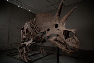 Kostra za sto milionů. Fosilie triceratopse může pokořit aukční rekord - Seznam Zprávy