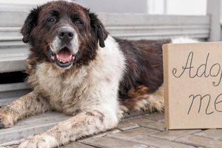 Pes z Ruska dotáhl do Evropy smrtelnou nemoc. Zachránci často riskují a ani o tom neví