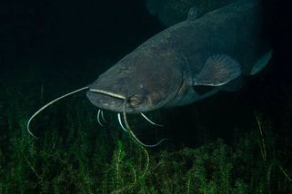 Dvoumetrový rozzuřený sumec napadal a pokousal technaře. Policista ho zatřelil pistolí - Echo24.cz