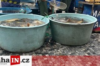 prahain.cz/zivot-ve-meste/zivy-kapr-pred-prodejnou-penny-jde-proti-vsem-21193.html