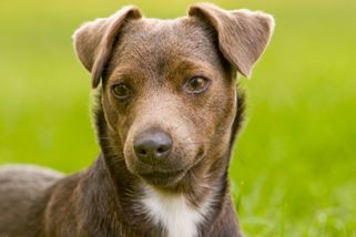 Patterdale teriér je malý gladiátor, který se doma změní v andílka