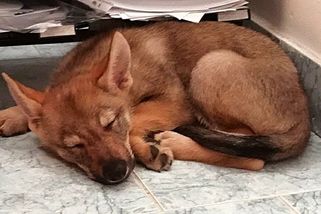 Dali jsme mamce na hlídání štěně československého vlčáka. A jeden z nich to pěkně odnesl - Médium.cz