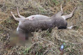 Uřízne hlavu, tělo nechá. Na Plzeňsku řádí pytlák - Novinky