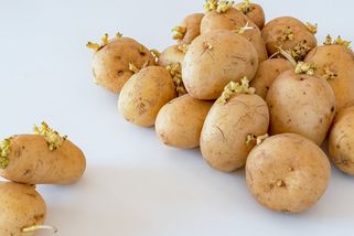 Dají se sníst naklíčené brambory? Rozhodně je nesmažte, můžete si pěkně zavařit