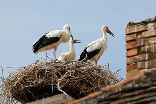 Do České republiky dorazila jarní vlna migrantů. Všude jsou nadšeně vítáni - Médium.cz