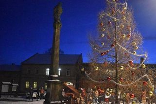 Modřín boří tradice Vánoc. Holobrádek zahájil inkluzi ve světě vánočních stromů