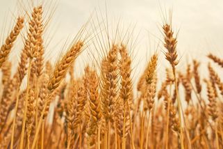 Sehnat hnojiva je problém, kvůli drahému plynu chemičky omezily výrobu čpavku - Seznam Zprávy