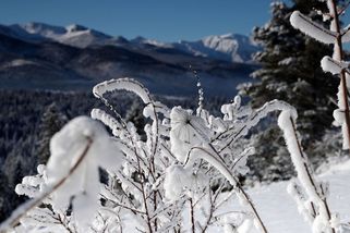 Horská chata v Tatrách musí vystěhovat kočky, do národního parku nepatří - Novinky
