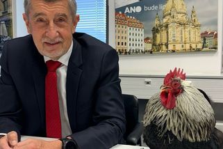 Babišovy hrátky s drůbeží nekončí. Kohout Silver mu dal košem, teď urgentně hledá nového mazlíčka – eXtra.cz