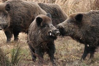 U divočáků v Podyjí se potvrdila pseudovzteklina, která psa usmrtí do dvou dní - Novinky