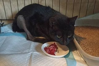 Adventní zázrak jménem Sirius pokračuje: kocourek dnes chodí a dokonce běhá