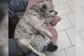 Další útok volně pobíhajícího psa v Plzni. Čivavu rozkousal v tlamě, majitelce zbyly oči pro pláč