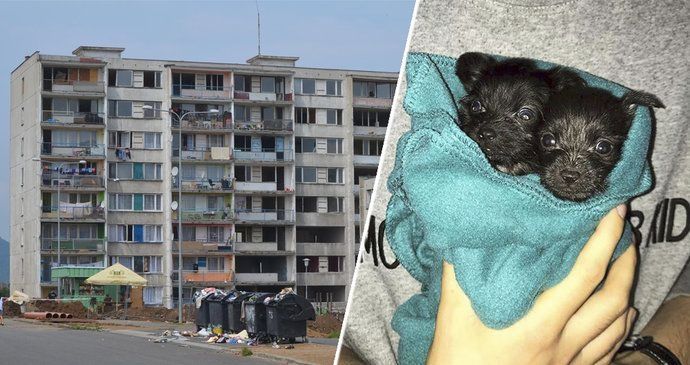 Tři fenky z Chanova na pokraji smrti. Zachránili je dobrovolníci, štěňata nepřežila