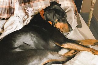 Pes jako placená společnost. Někdo to tak holt už má... - Médium.cz