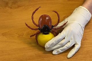 Jednoduchý návod, jak správně vyndat klíště. Přestaňte dělat tuhle chybu