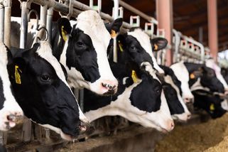 „Bude to úplně nejdražší maso.“ Expert odhaduje cenu hovězího - Seznam Zprávy