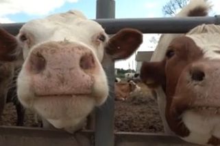 Rusové mu snědli 100 krav. Brali jen maso ze hřbetu, ostatní nechávali být - Seznam Zprávy