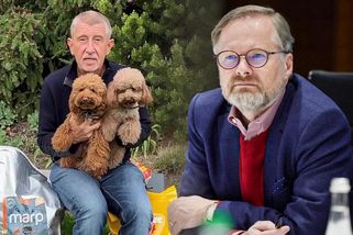 Babiš vytáhl chlupáče Gigi a Izzy a stěžoval si na drahé granule. Prý za ně může Petr Fiala – eXtra.cz
