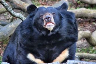 Zámek Konopiště nejspíš přijde o medvěda - Novinky