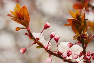 Mrzlo i na jihu Moravy, sadaři doufají, že meruňky zůstaly ušetřeny - Seznam Zprávy