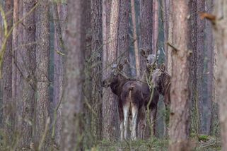 Populární los Emil stále žije. Turisté ho zahlédli na Šumavě, byl bez paroží