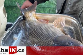 prahain.cz/zivot-ve-meste/praha-kilo-vykosteneho-kapriho-filetu-za-750-korun-10298.html